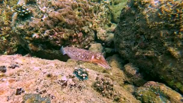 サンゴ礁と暖かい熱帯水の岩でカットカットセピアセファロポッドスイミングやハンティング — ストック動画