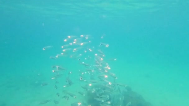 一群带条纹的鲭鱼带着大嘴巴猎食 学校开张了 在海里游来游去 嘴巴张开 把浮游生物像刺猬一样从网中过滤出来 以此来觅食 — 图库视频影像