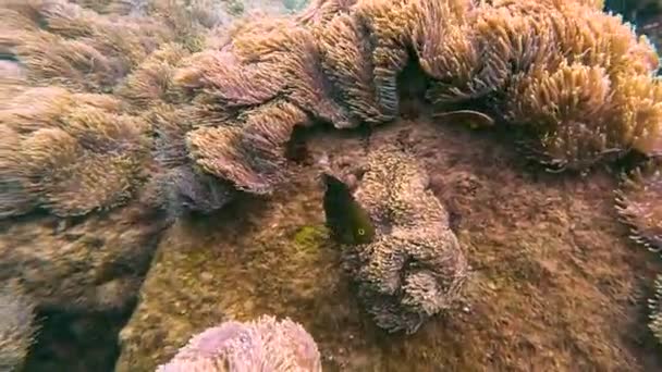 Clownfisk Amfiprion Ocellaris Simmar Svart Fisk Polyper Giftiga Farliga Anemoner — Stockvideo