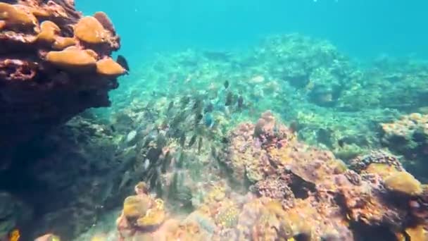 Коралова Колонія Великою Школою Риб Різних Видів Включаючи Папугу Рибу — стокове відео