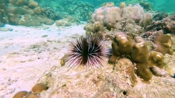 Verscheidene Zee Egels Met Witte Zwarte Stekels Bewegen Hun Stekels — Stockvideo