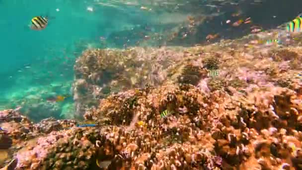 Çeşitli Tropikal Balıklar Mercanlar Arasında Okyanusun Sıcak Suyunda Beslenir Yüzeysel — Stok video