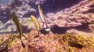 Longfin Spadişahı, tropikal denizlerin mercan resifleri arasında ılık sularda yaşar..