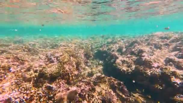 各种热带鱼在珊瑚中间温暖的海水中觅食 阿托尔浅水 生物礁的产卵和觅食群 — 图库视频影像