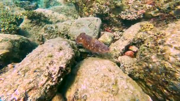 오징어는 산호초와 따뜻한 바다의 바위에 세피아 세팔로 수영과 사냥을 자르고 — 비디오