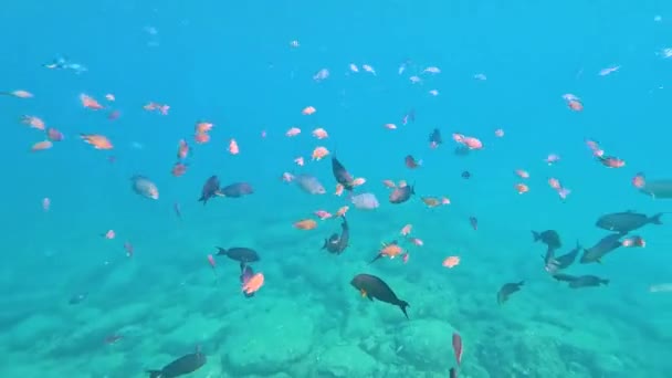 热带鱼群一群热带鱼 生活在热带高纬度地区温暖水域的水面附近 — 图库视频影像