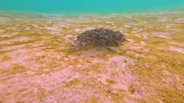 Kedi Balığı Sürüsü Kumlu Bir Plajın Dibindeki Küçük Yeşil Yosunlarla — Stok video