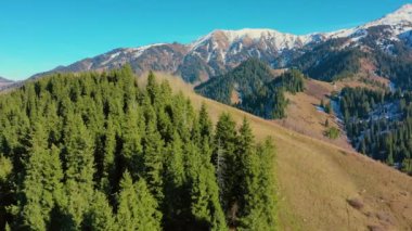 Sığır sürüsü yamaçlarda otluyor ve kırsal kesimdeki çayırlarda otluyor. Tien Shan eteklerinin tepelerinden uçarak. Ladin yamaçları ve karlı tepeleri var.