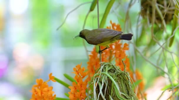 Malý Ptáček Pije Nektar Oranžových Orchidejí Tropickém Deštném Pralese — Stock video