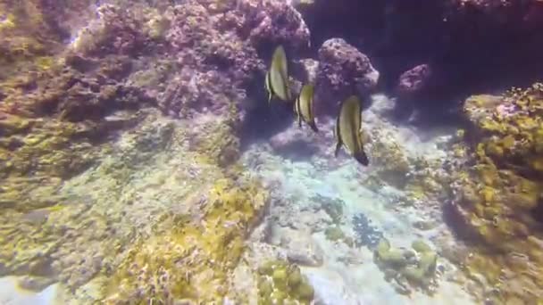 Longfin Spadişahı Tropikal Denizlerin Mercan Resifleri Arasında Ilık Sularda Yaşar — Stok video