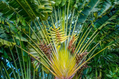 Tropikal kuşağın büyük, yayılmış taç Ravenala bitkisi..