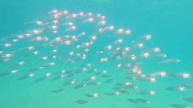 Çizgili uskumrular sürüsü çenesi açık yiyecek arıyor. Ağları açık bir şekilde okyanusta yüzerek beslenirler. Ağlarından solungaç tırmıkları gibi planktonlar süzülür.