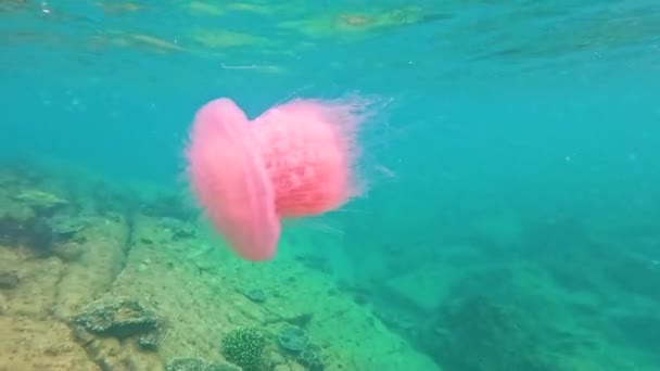 Stora Rosa Lila Maneter Indiska Oceanens Tropiska Vatten Nära Korallrev — Stockvideo