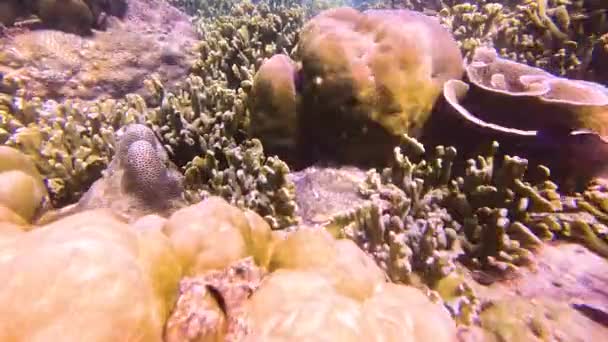 Escola Peixes Tropicais Abudefduf Siganus Javus Alimenta Lagoa Com Pedaço — Vídeo de Stock