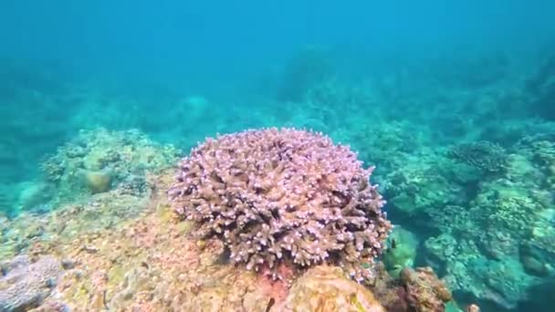 Dalgalanan Yüzeyli Mercan Resifleri — Stok video