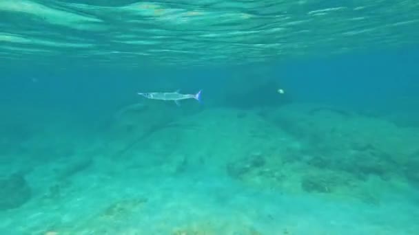 Ablennes Hiulous Belone Syngnathoidei Риба Харчування Плаває Коралових Рифах Теплих — стокове відео