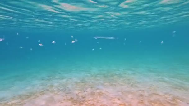 Ablennes Hianst Belone Syngnathoidei Fische Füttern Schwimmt Zwischen Gestreiften Abudefduf — Stockvideo
