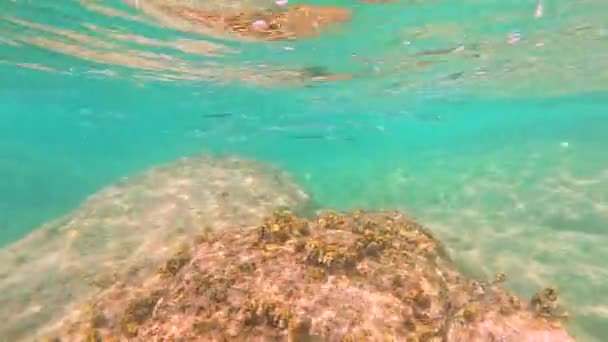 魚の学校 アブレンヌ ハイヤーン ベローネ シンガナス科魚は自然の生息地の暖かい熱帯水のサンゴ礁で泳いでいる — ストック動画
