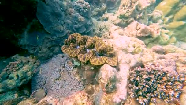 Wiele Wielobarwnych Kolorowych Małży Tridacna Jeżowców Rafie Koralowej Podwodny Tropikalny — Wideo stockowe