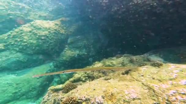 Boru Balığı Bluespotted Kornet Balığı Fistularia Ticari Sonii Belone Syngnathoidei — Stok video