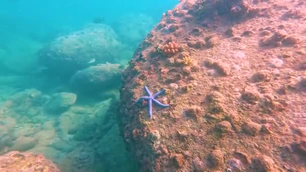 Kék Tengerpart Linkia Laevigata Kapaszkodik Egy Változatos Korallzátonyba — Stock videók