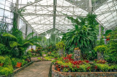 Tropik doğa serası, botanik bahçesi. Araceae, filodendronlar, tırmanan sarmaşıklar nemli iklim egzotik ormanları