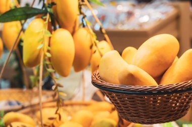 Tropical fruits yellow mangoes, gold apple pears and lemons neatly arranged, for sale at a small fruit stall at a market clipart
