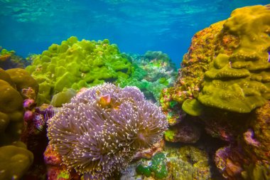 Palyaço balığı Amphiprion ocellaris poliplerde siyah balık yüzer simbiyotik mahallede zehirli anemonlar, okyanus mercan resiflerinin dibindeki sıcak tropikal sularda yumurtalarını kırarlar..