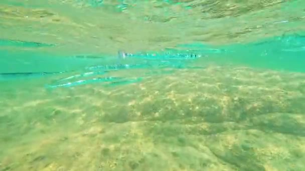 Ablennes Hianst Belone Sengnathidae Balığı Sürüsü Doğal Ortamdaki Sıcak Tropikal — Stok video