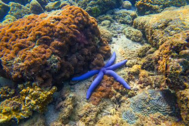 Mavi seastar Linkia laevigata çeşitli mercan resiflerine tutunur..