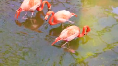 Turuncu Karayip flamingo kuşları krilleri filtreleyerek sularda beslenirler.