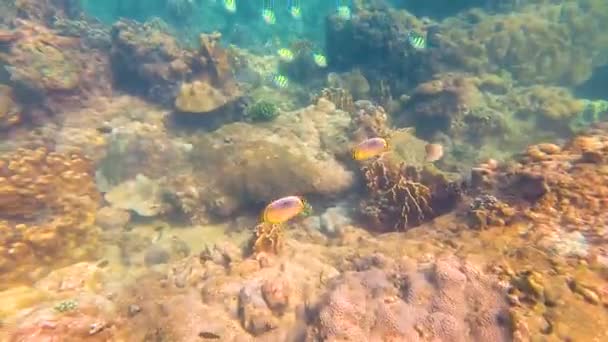 Vários Peixes Tropicais Chaetodon Trifasciatus Melão Butterflyfish Alimentar Água Quente — Vídeo de Stock