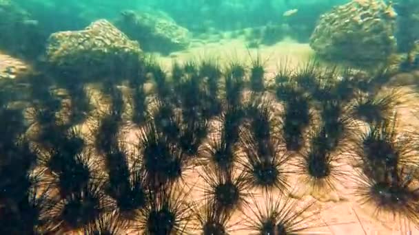 在珊瑚礁附近的一个岩石天 有大量黑色的海胆 有长长的刺 滋生了入侵 — 图库视频影像