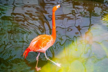 Turuncu Karayip flamingo kuşları krilleri filtreleyerek sularda beslenirler.