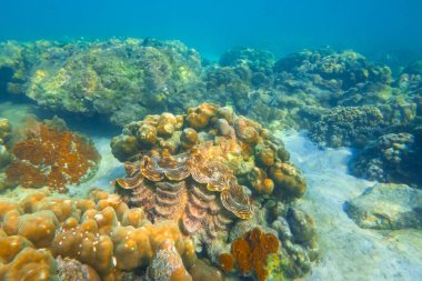 Mercan resiflerindeki deniz kestaneleri ve kahverengi renkli tridacna midyeleri sualtı tropikal dünya.