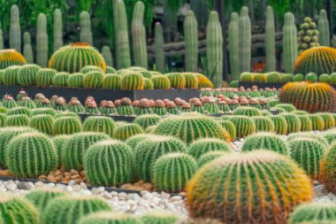 Bahçedeki kurak iklimde büyük bir kaktüs çeşitliliği, ekinoksit grusonii, Melocactus..