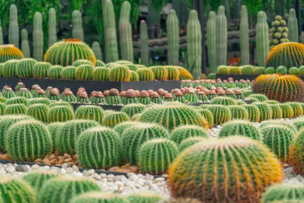 Bahçedeki kurak iklimde büyük bir kaktüs çeşitliliği, ekinoksit grusonii, Melocactus..