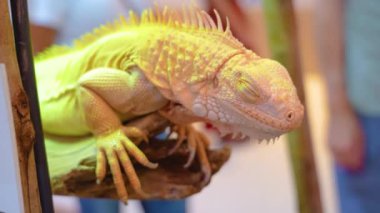 Turuncu gözlü beyaz sarı kertenkele iguanası dil göstererek kendini yalıyor.
