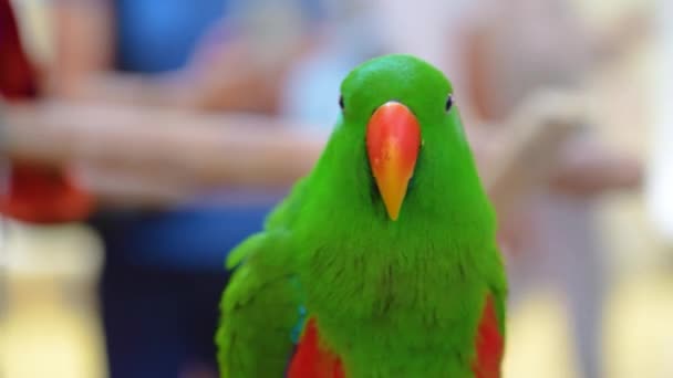 Zielony Ecclectus Papuga Mówi Siedząc Grzędzie Wokół Ludzi — Wideo stockowe