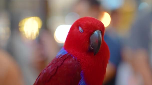 사람들 주위에 퍼치에 앉아있는 말하는 빨간색 Eclectus 앵무새 — 비디오