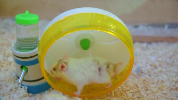 Hamster Corre Uma Roda Uma Gaiola — Vídeo de Stock