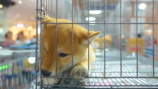 Triste Cachorro Shiba Inu Dormindo Dormindo Gaiola Trancada — Vídeo de Stock