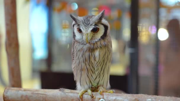 Small Owl Sits Perch Exhibition Surrounded People — Stock Video