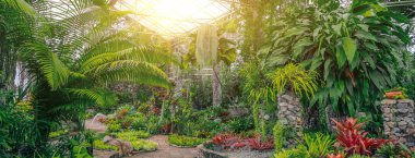 Tropik doğa serası, botanik bahçesi. Araceae, filodendronlar, tırmanan sarmaşıklar nemli iklim egzotik ormanları