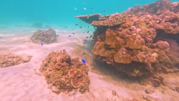 Подводный Коралловый Риф Вид Плавающий Коралловый Риф Морская Звезда Местообитание — стоковое видео