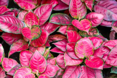 Bahçedeki Kırmızı Aglaonema Bitkileri Doğal taze yaprak dokusu