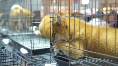 Üzgün köpek Shiba inu. Ayrı kafeslerde uyuyan bir kaç köpek..