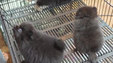 İki siyah Pomeranian Spitz yavrusu bir kafes ve kalemle oynuyorlar, bir kafesi kemiriyorlar..