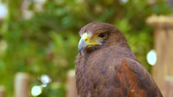 Capul Vulturului Maro Apropie Urmărind Supravegherea Jur — Videoclip de stoc