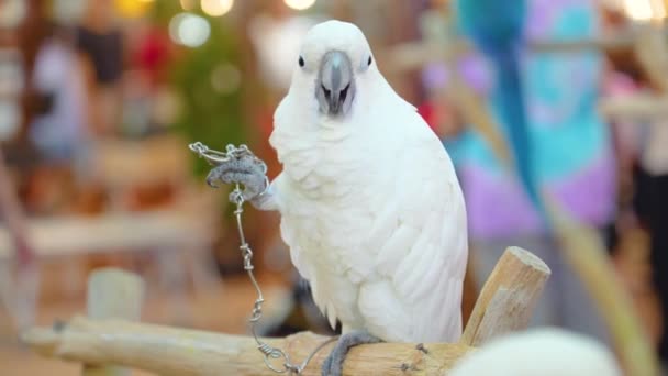 Kakadu Weißer Papagei Angekettet Nagender Versuch Sich Befreien — Stockvideo
